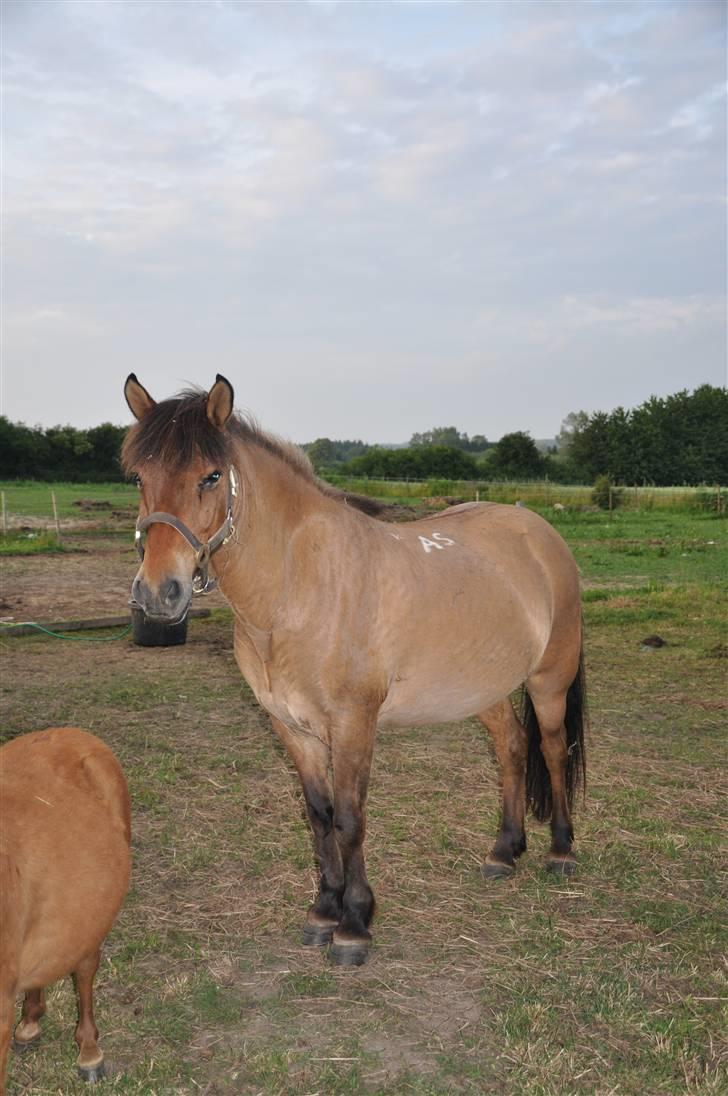 Islænder Djákni billede 4