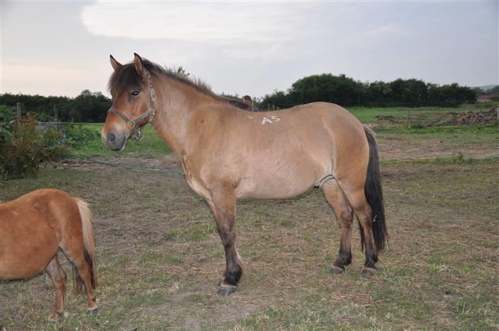 Islænder Djákni billede 5