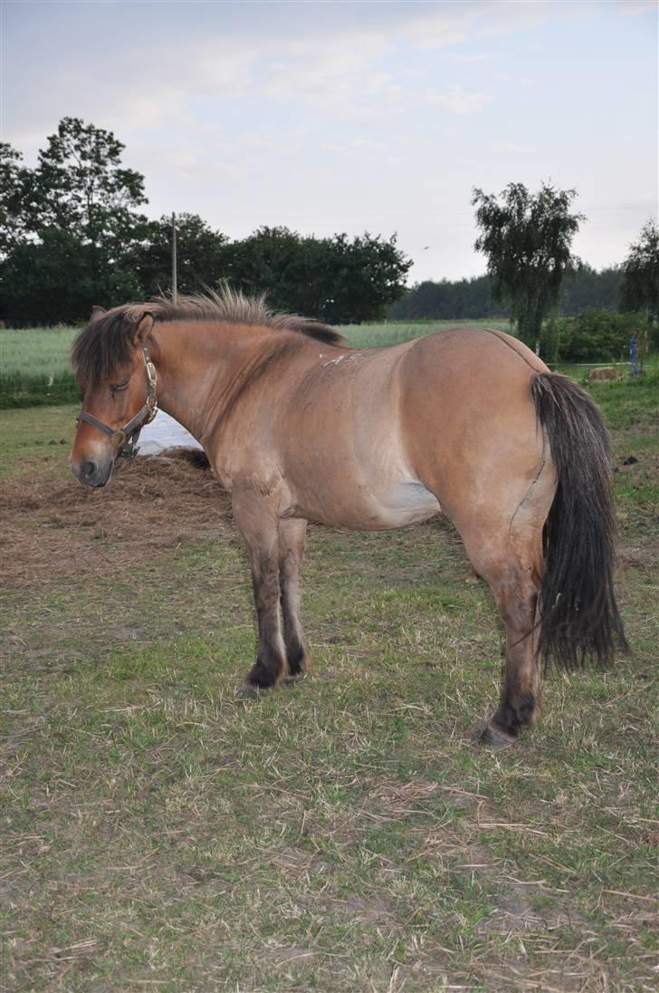 Islænder Djákni billede 6