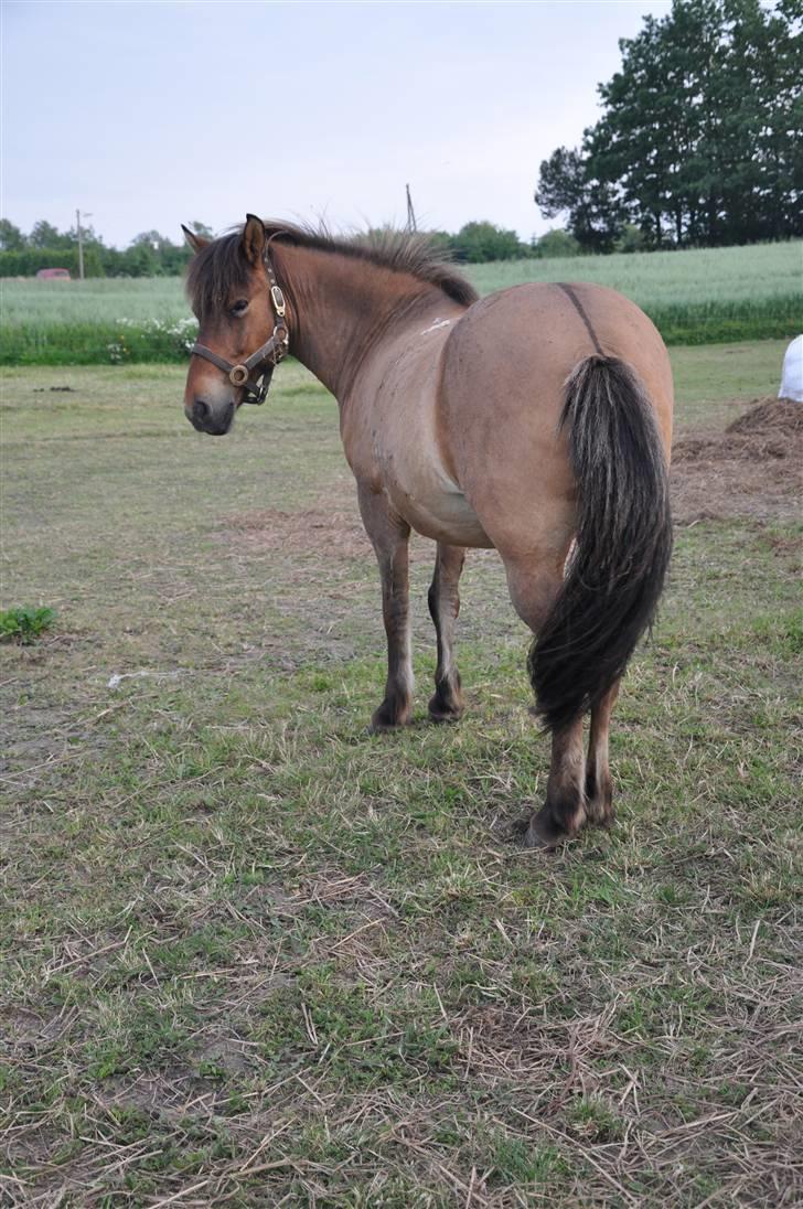 Islænder Djákni billede 7