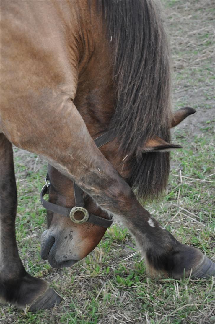 Islænder Djákni billede 8