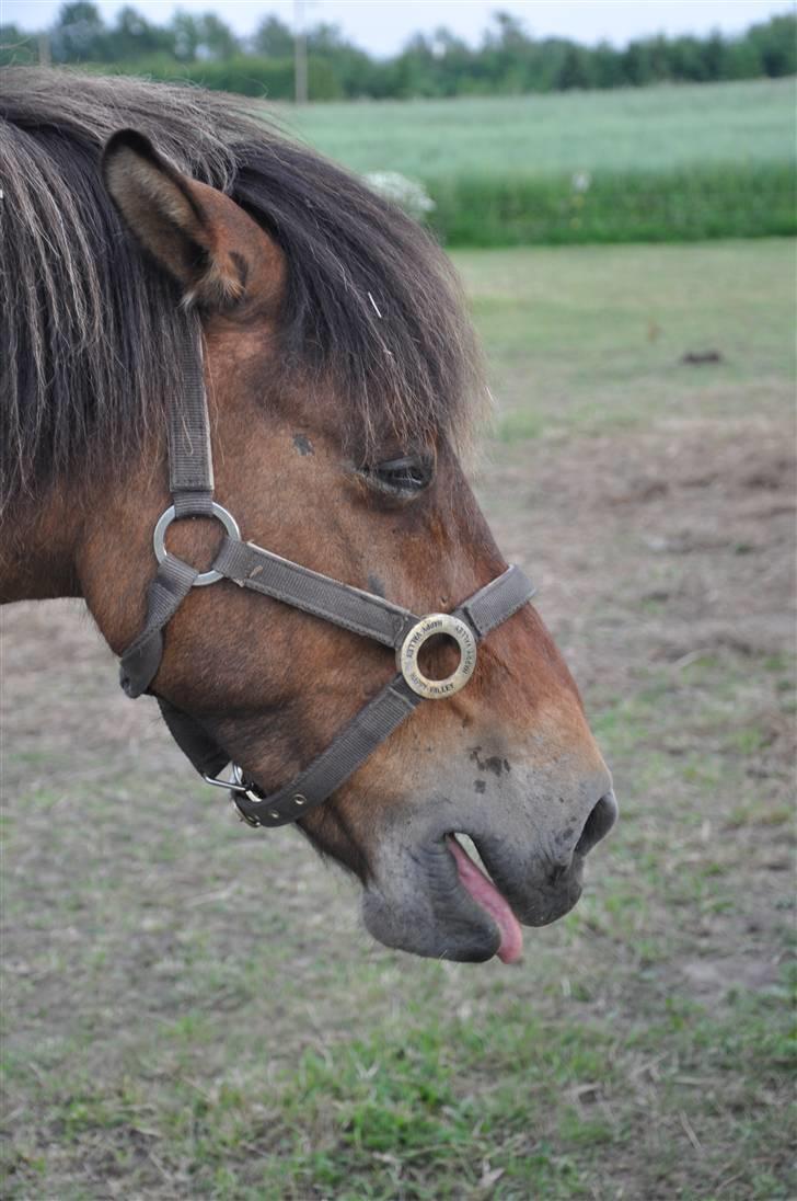 Islænder Djákni billede 9
