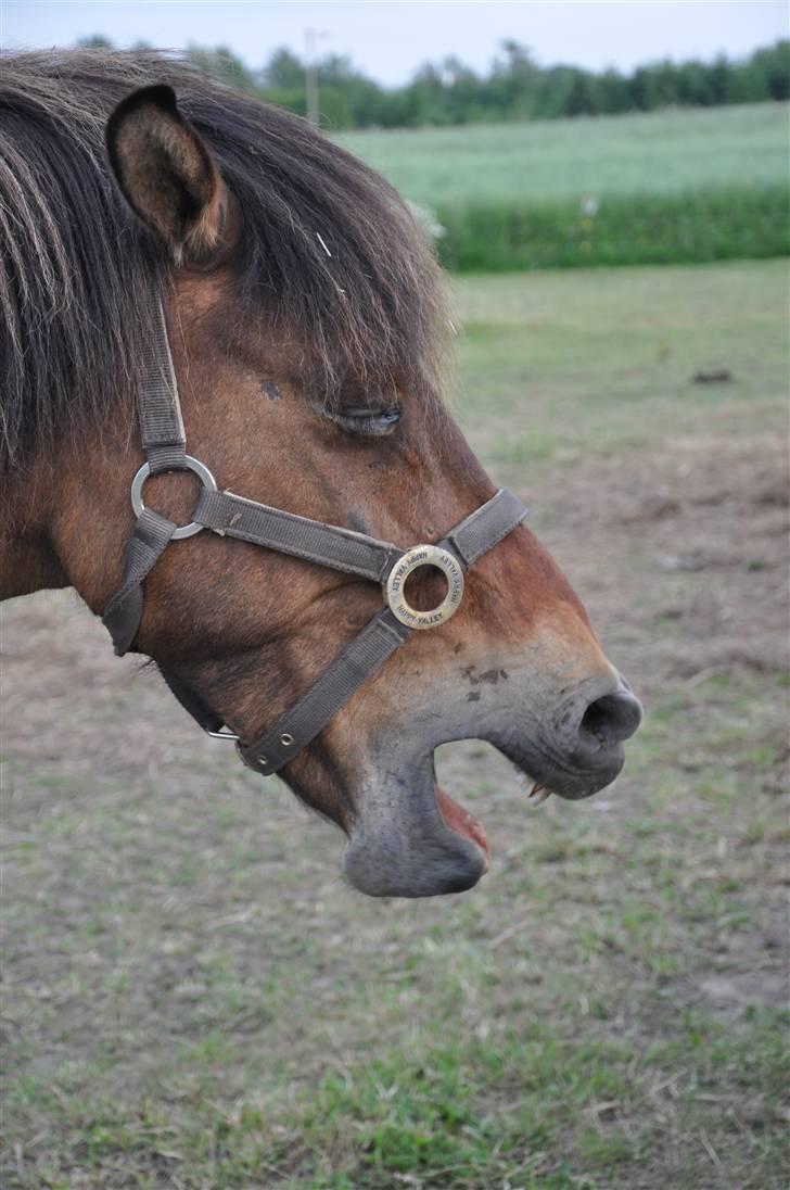 Islænder Djákni billede 10