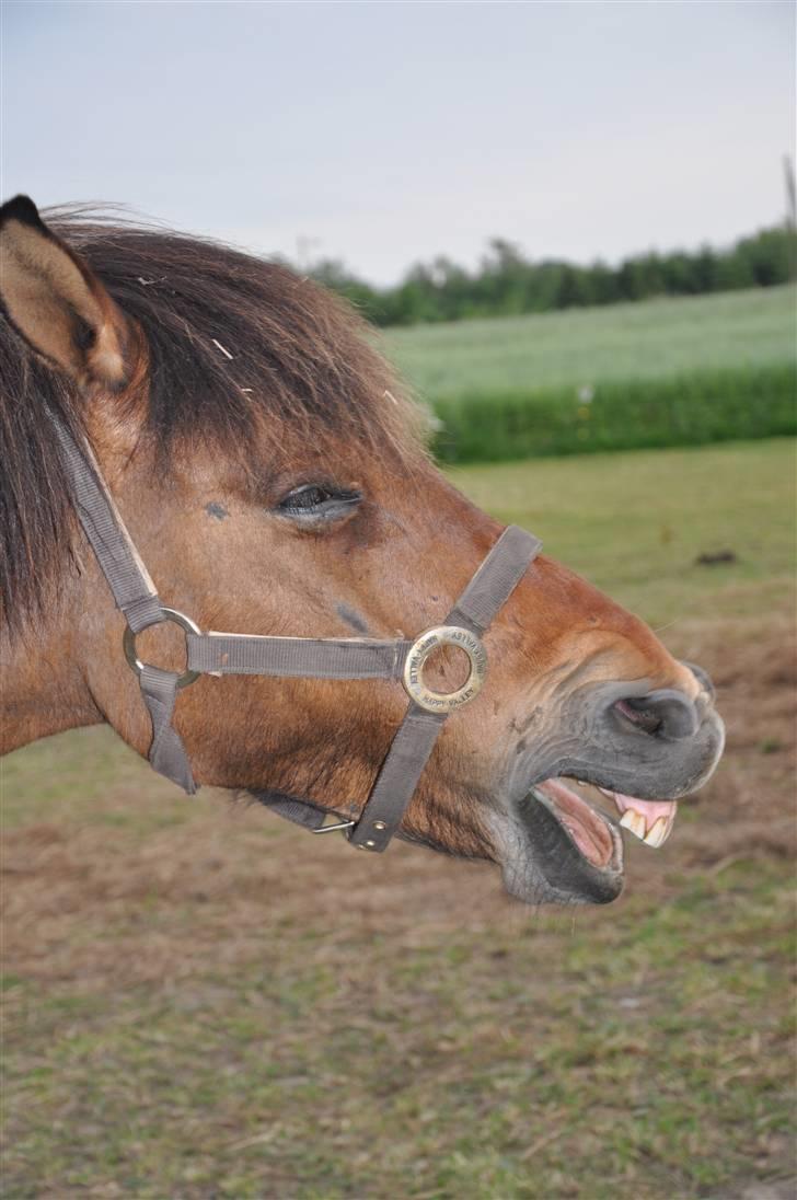 Islænder Djákni billede 11