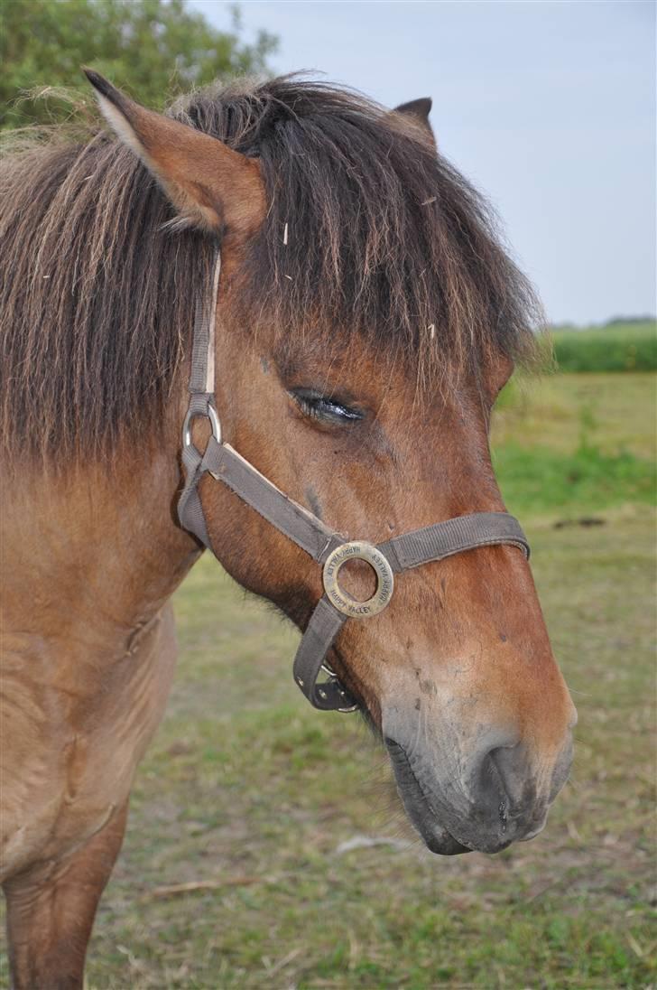 Islænder Djákni billede 12