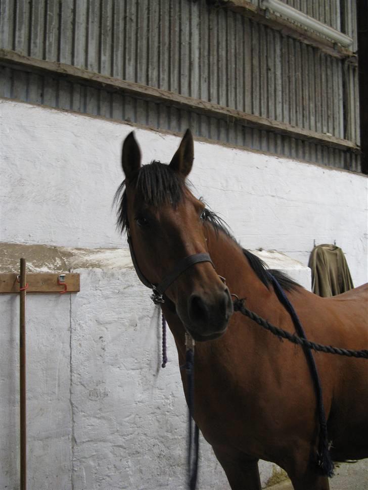 DSP Miranda <3 - aflivet :'( billede 1