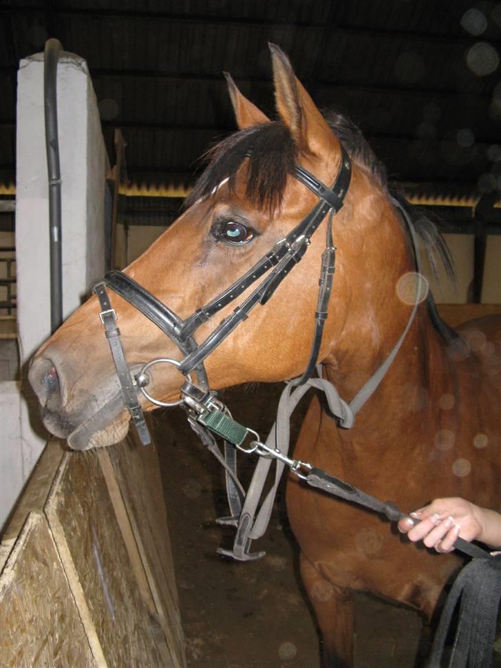 DSP Miranda <3 - aflivet :'( billede 3