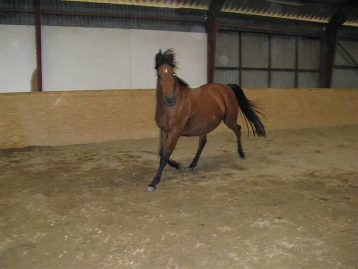 DSP Miranda <3 - aflivet :'( billede 4