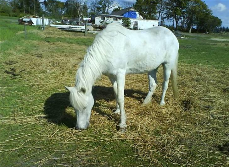 Anden særlig race Pjuske.(R.I.P)savnerdig/; billede 1