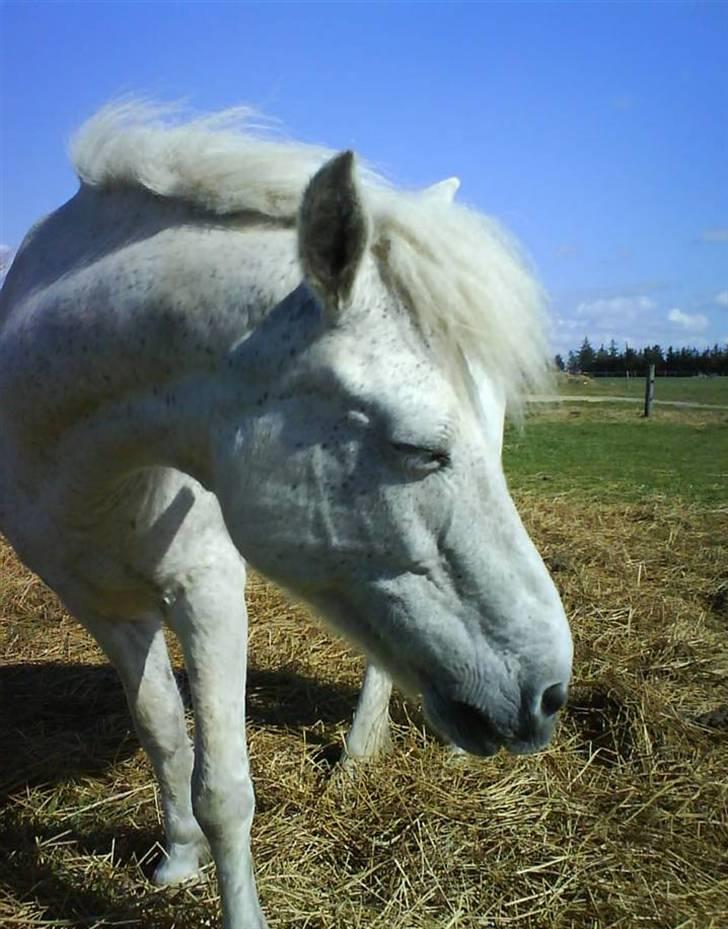 Anden særlig race Pjuske.(R.I.P)savnerdig/; billede 2