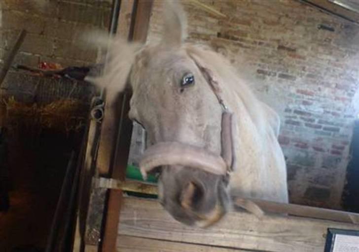 Anden særlig race Pjuske.(R.I.P)savnerdig/; billede 3