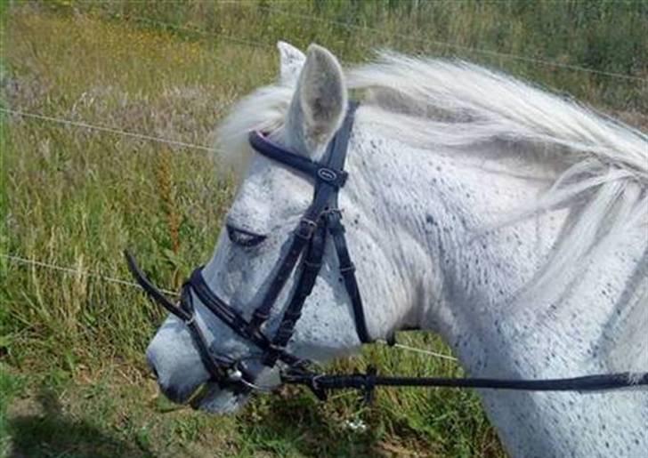 Anden særlig race Pjuske.(R.I.P)savnerdig/; billede 4