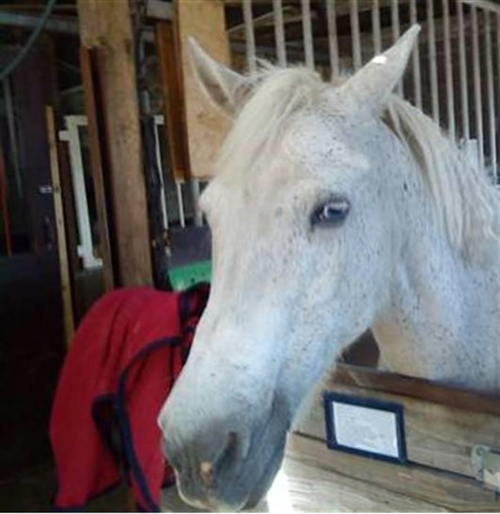 Anden særlig race Pjuske.(R.I.P)savnerdig/; billede 5