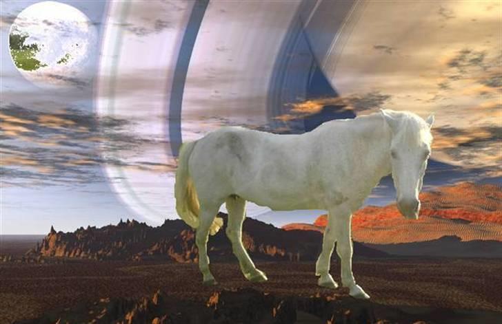 Anden særlig race Pjuske.(R.I.P)savnerdig/; billede 6