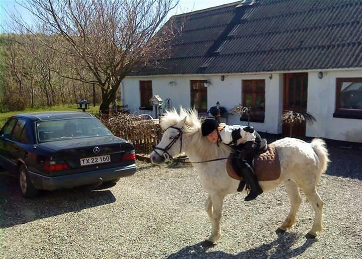 Anden særlig race Pjuske.(R.I.P)savnerdig/; billede 7