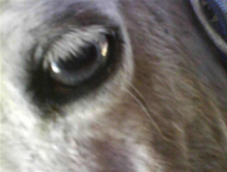 Anden særlig race Pjuske.(R.I.P)savnerdig/; billede 8