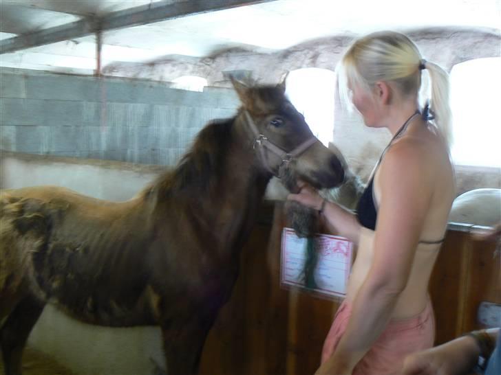 Anden særlig race Lilo *Solgt* - Næsten klippet færdig :-) Hun var så dygtig billede 10