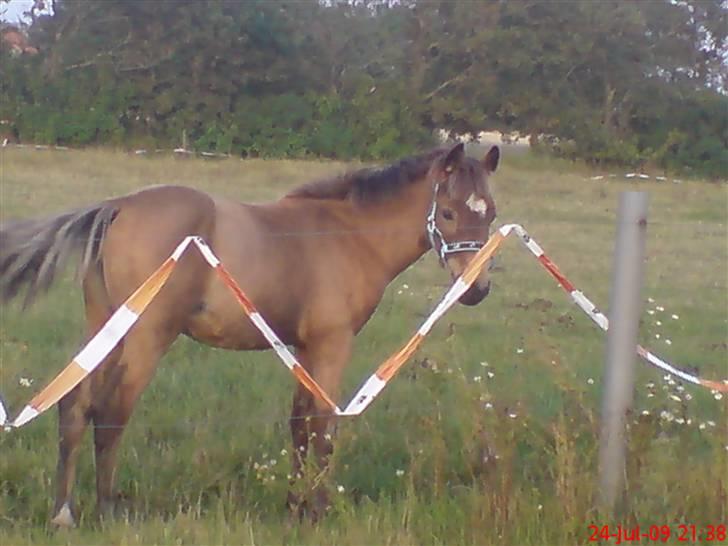 Anden særlig race Lilo *Solgt* billede 11