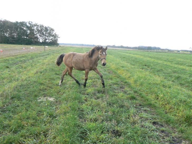 Anden særlig race Lilo *Solgt* billede 12