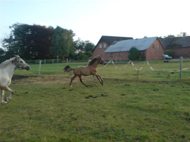 Anden særlig race Lilo *Solgt* billede 13
