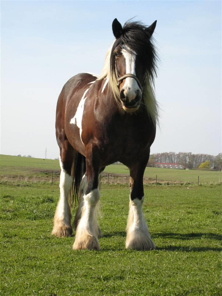 Tinker Winston of Ireland - Winston siger hej billede 1