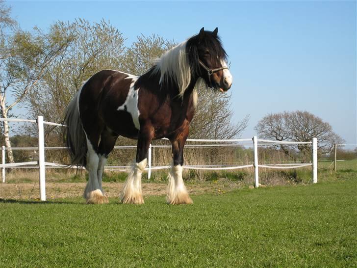 Tinker Winston of Ireland billede 2