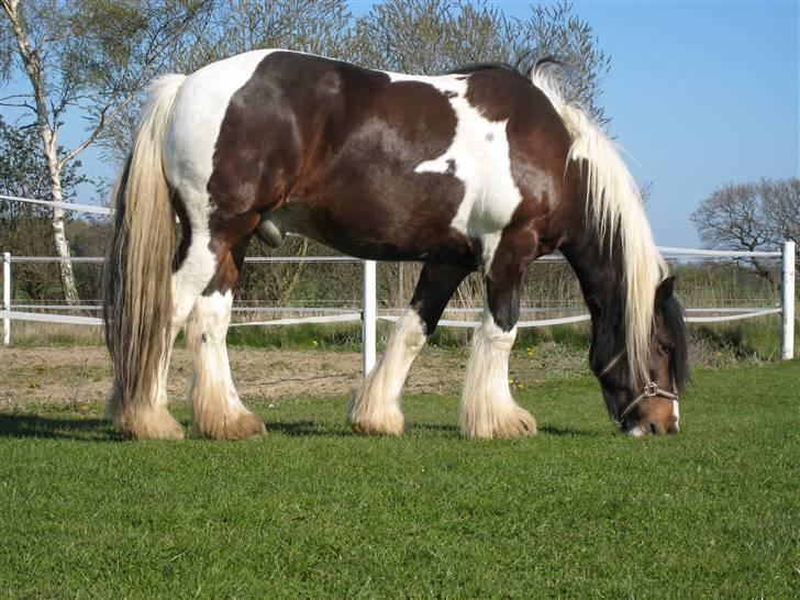 Tinker Winston of Ireland billede 3