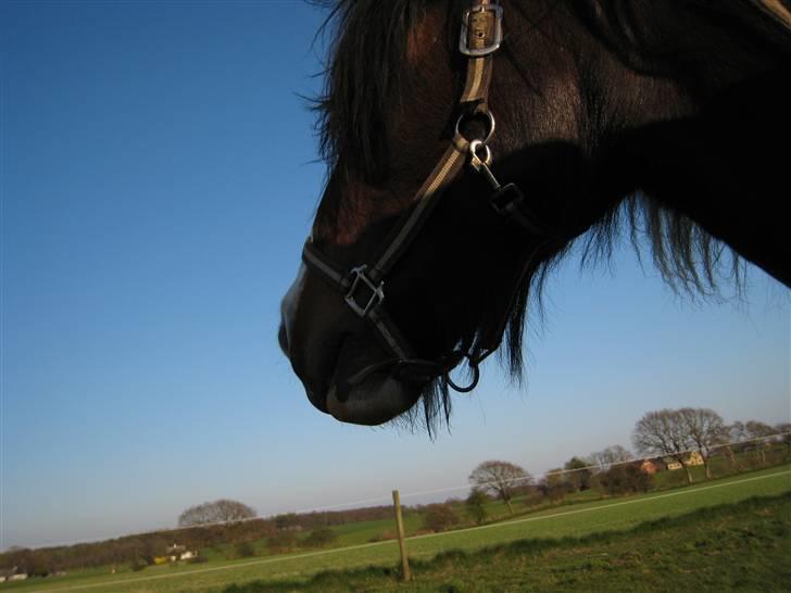 Tinker Winston of Ireland billede 4