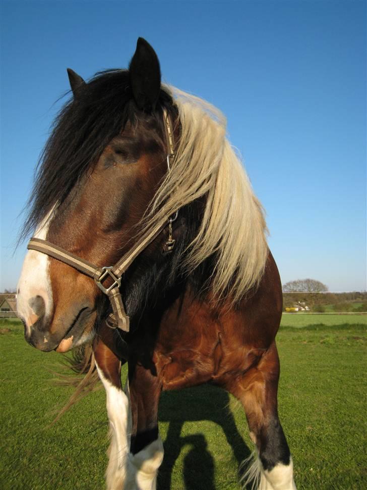 Tinker Winston of Ireland - Her kan man se hvordan det ser ud, uden øjet. billede 5