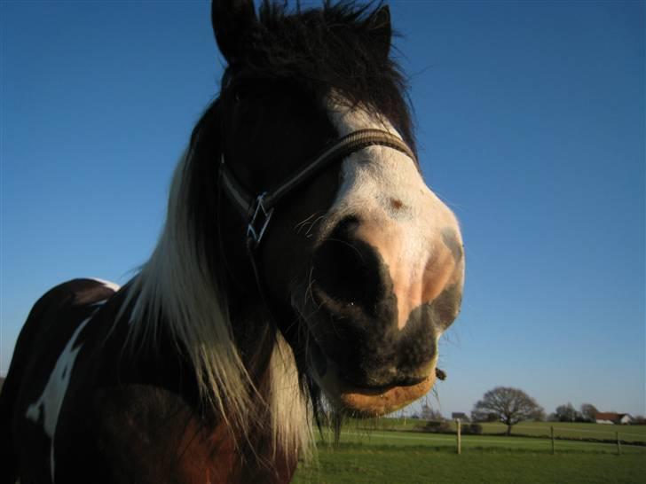 Tinker Winston of Ireland - Var der noget du ville??? billede 6