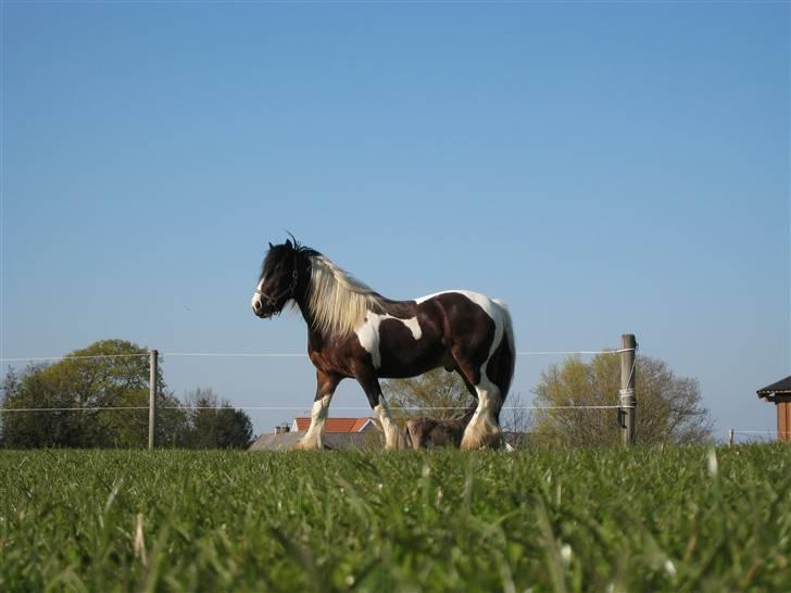 Tinker Winston of Ireland billede 7