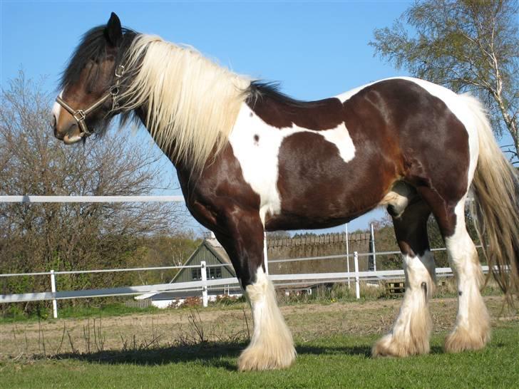 Tinker Winston of Ireland billede 8