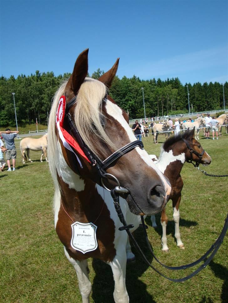 Pinto Kaluu Nyberg udlånt  - dyrskue 09. opnåede flot bedømmelse og 23 point billede 16