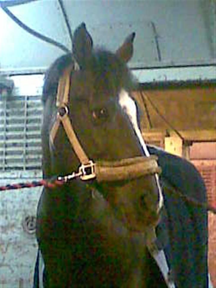 Anden særlig race Zappa Zar † - har Blue Bell og Zappa Zar bare noget med deres højre profil? billede 14