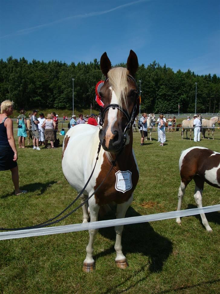 Pinto Kaluu Nyberg udlånt  - dyrskue 09. 23 point og flot bedømmelse billede 17