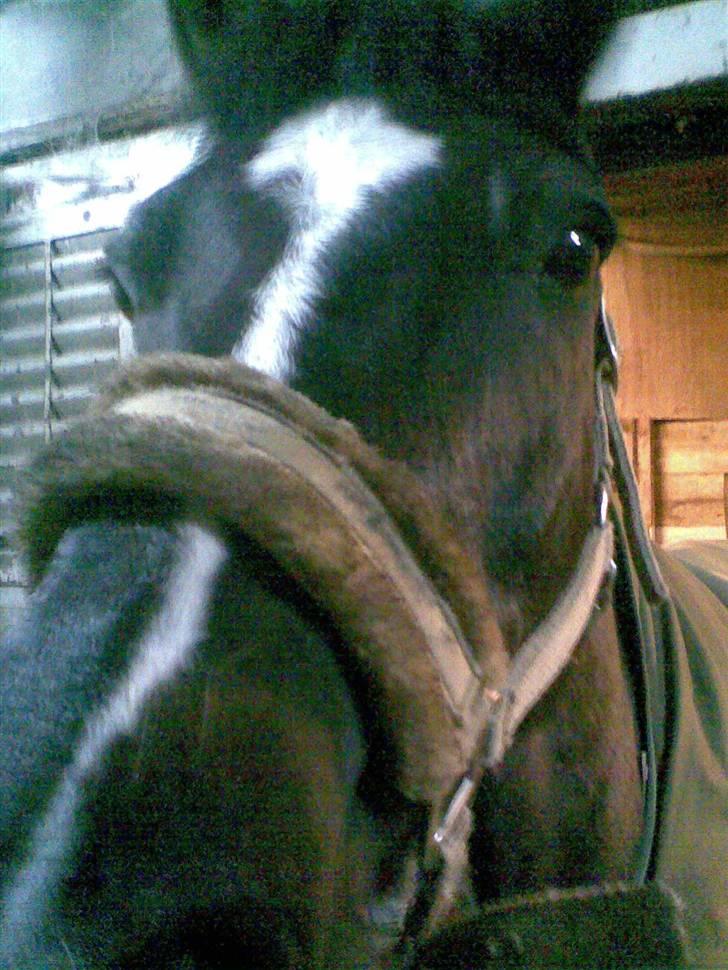 Anden særlig race Zappa Zar † - hvad har du der ? billede 15