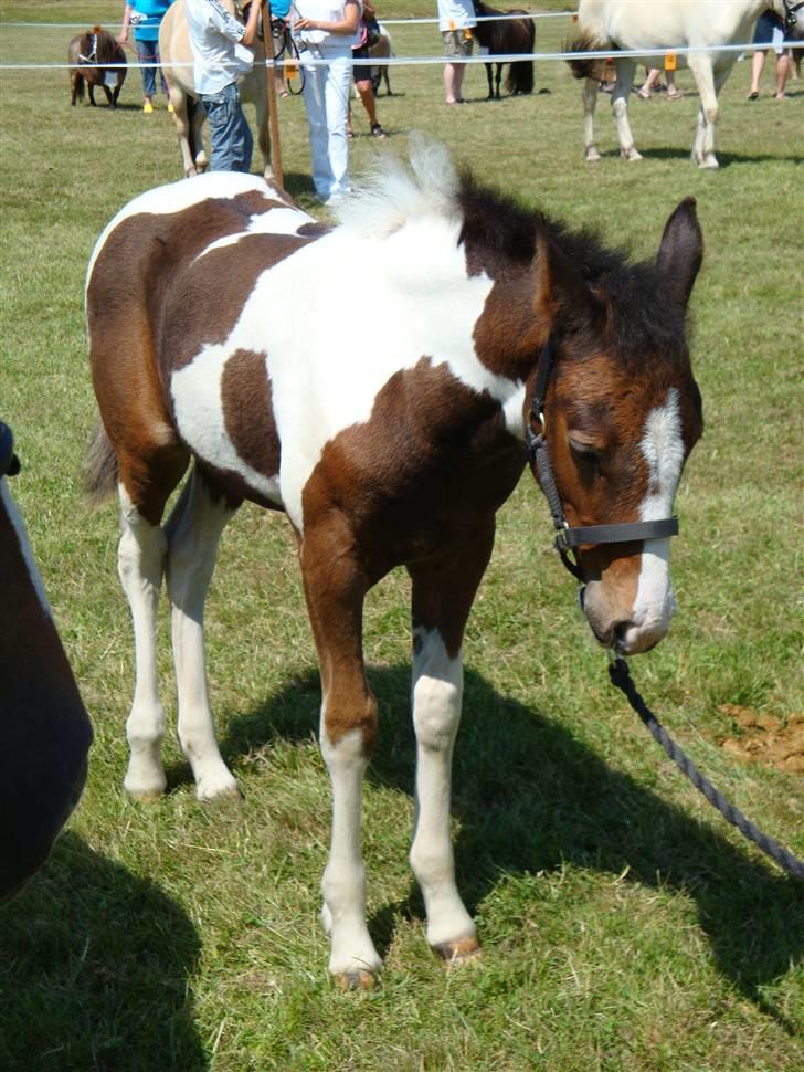 Pinto Shanti pilegaard - det er hårdt at være i byen billede 14