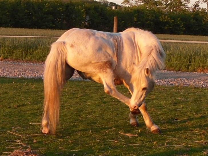 Welsh Pony (sec B) Edelweiss Sonny  - Solnedgangen bliver kun smukkere når du står i den<3:´D billede 5