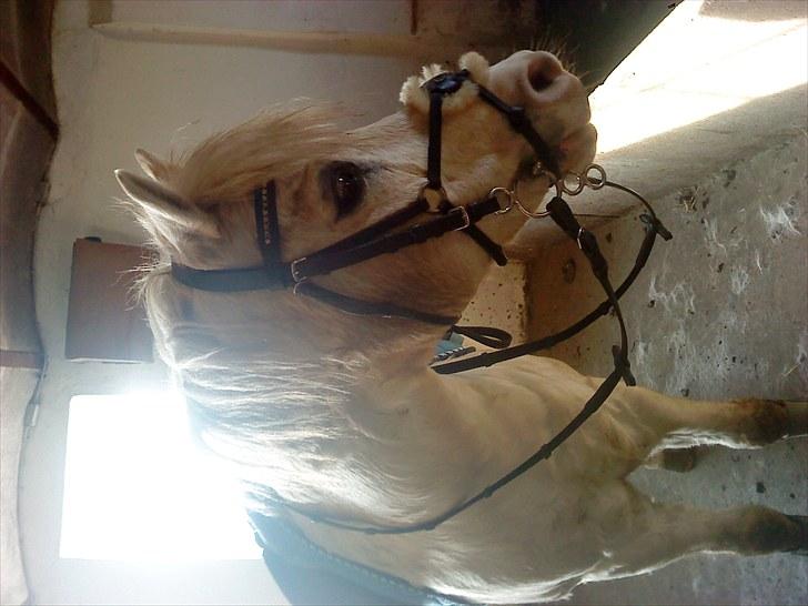 Welsh Pony (sec B) Edelweiss Sonny  billede 6