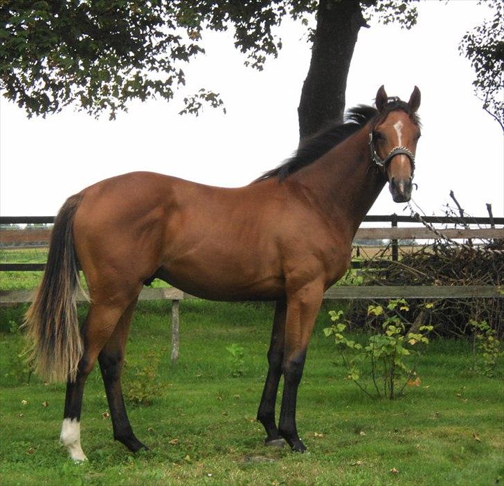 Fuldblod (XX) Shackleton xx (den) - Shackelton 14 dag før Dansk Galop Årings Aktion d 5sep 2010 billede 1