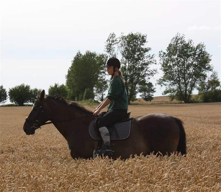 Dansk Varmblod Chassé Bjørnhøj -  - puhhae! i marken Fotograf: pernille  billede 20