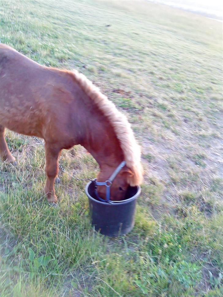 Shetlænder Asterix SOLGT - på´folden hjemme<3 billede 5