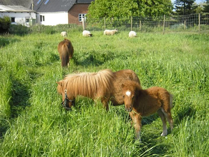 Miniature Siffa billede 6