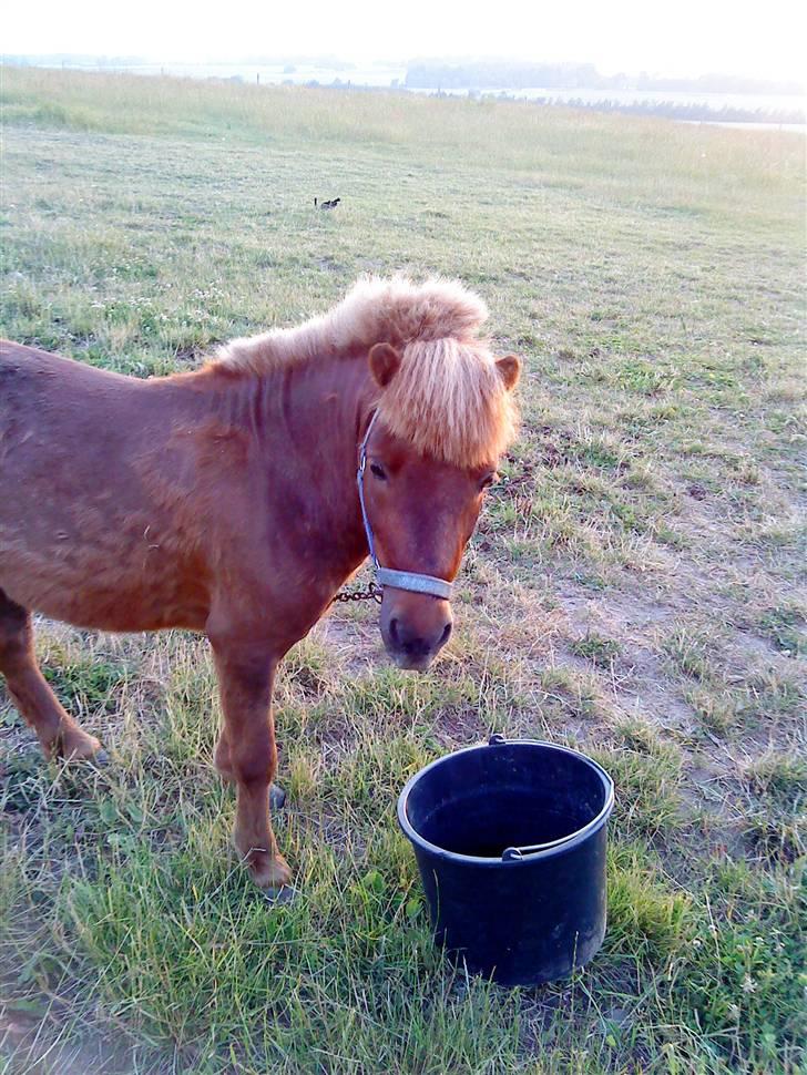 Shetlænder Asterix SOLGT - søøøøøøøøøde pony<3 GODT jeg ikk skal af med diig alligevel! Blev såe lettet! billede 6