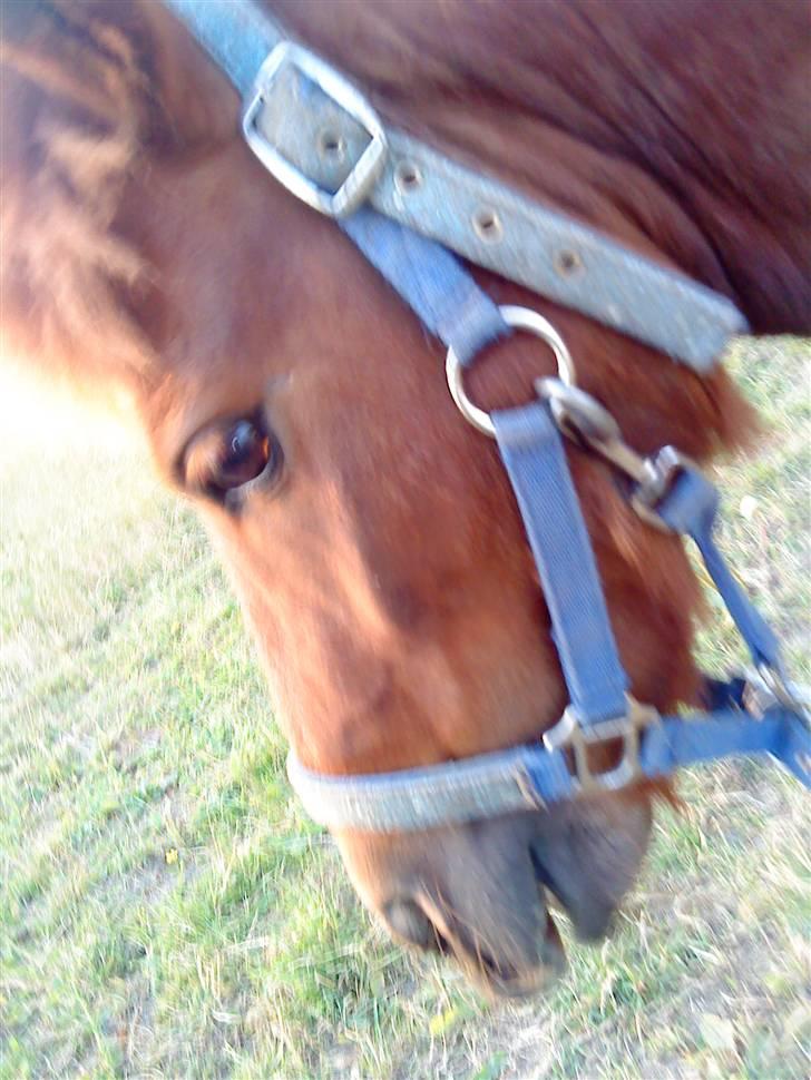 Shetlænder Asterix SOLGT - Kysse´trold!<3 billede 7