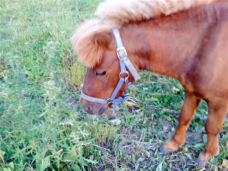 Shetlænder Asterix SOLGT - din lille pruut?<3 haah´? billede 9