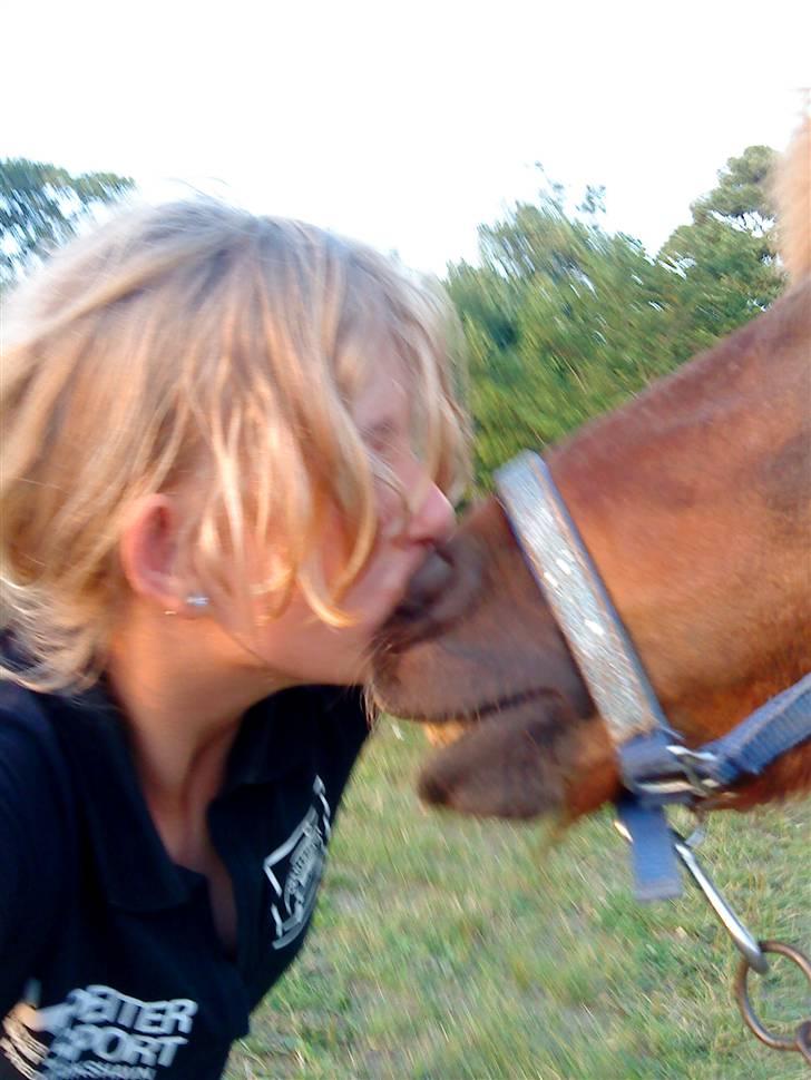 Shetlænder Asterix SOLGT - KYSSE KYSSE!!<3 billede 10