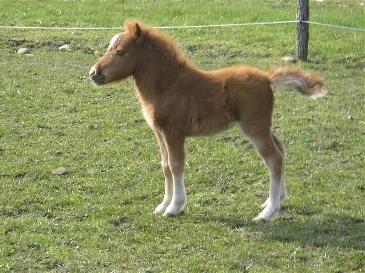 Miniature Siffa billede 7