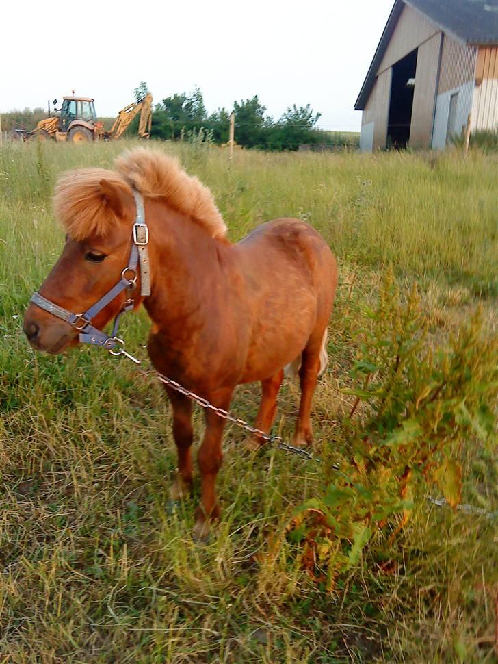 Shetlænder Asterix SOLGT - NURRH<3  billede 11