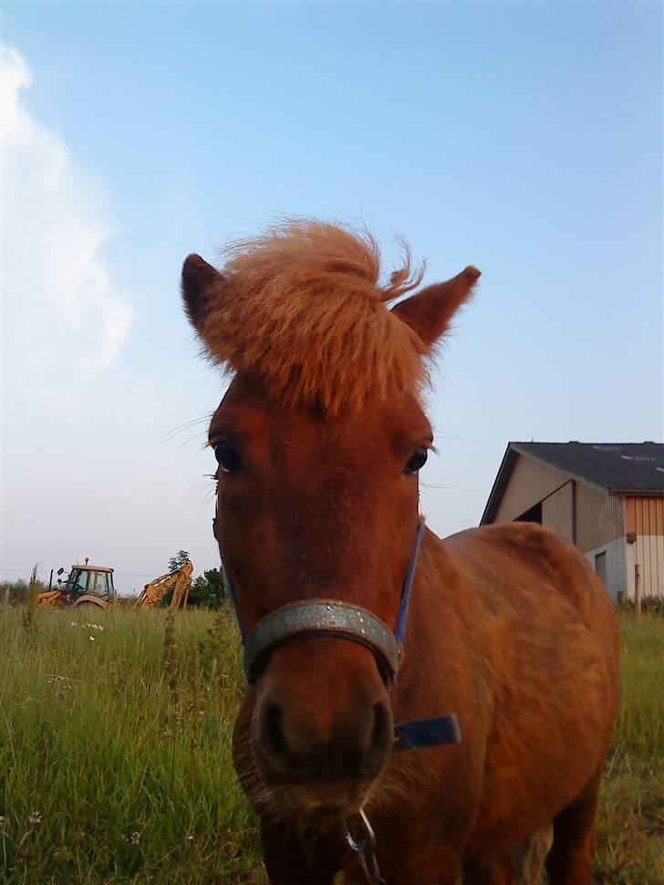 Shetlænder Asterix SOLGT - søøøde rixe<3 billede 12